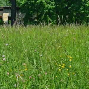 Blumenwiese (1)